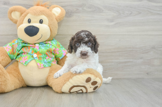 Best Cockapoo Baby