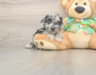7 week old Cockapoo Puppy For Sale - Florida Fur Babies