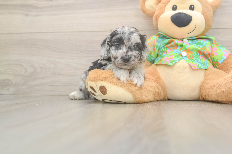5 week old Cockapoo Puppy For Sale - Florida Fur Babies