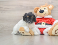 6 week old Cockapoo Puppy For Sale - Florida Fur Babies