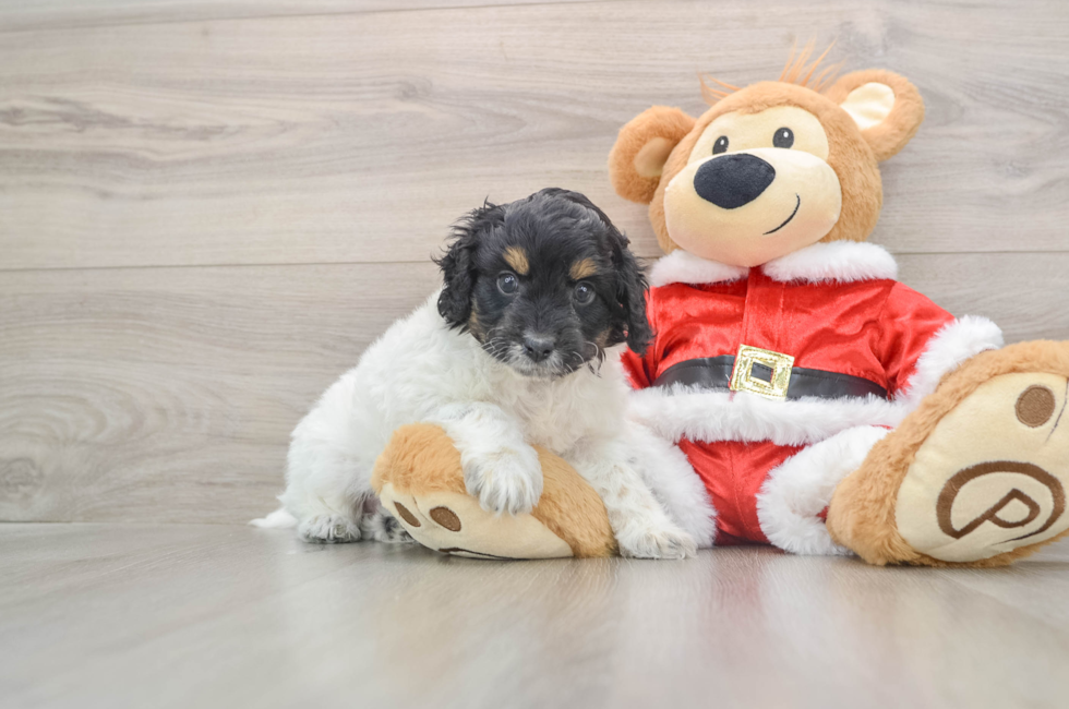 6 week old Cockapoo Puppy For Sale - Florida Fur Babies
