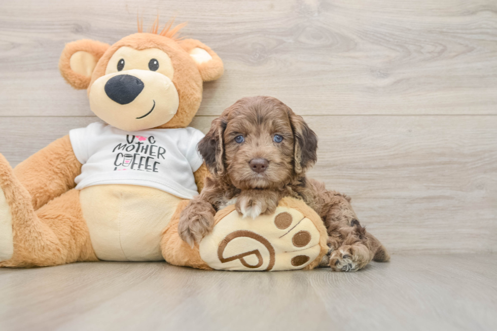 Best Cockapoo Baby
