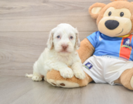 7 week old Cockapoo Puppy For Sale - Florida Fur Babies