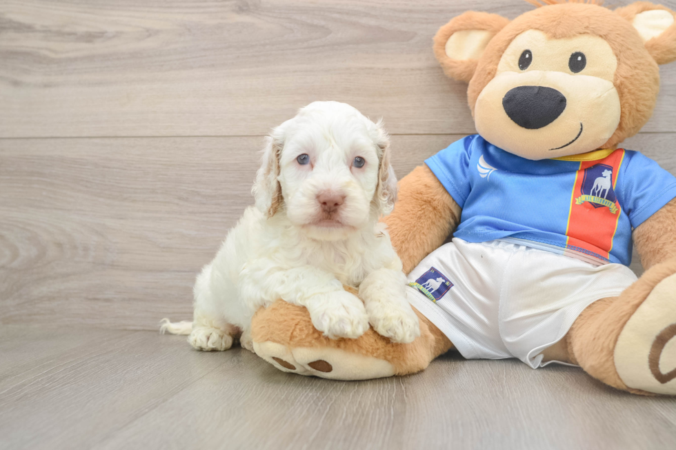 Cockapoo Pup Being Cute