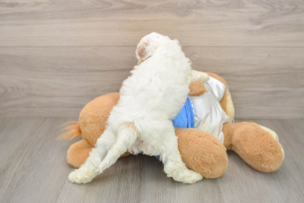 Cockapoo Puppy for Adoption
