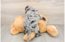 Cockapoo Puppy for Adoption