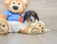 7 week old Cockapoo Puppy For Sale - Florida Fur Babies