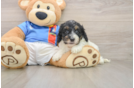 Best Cockapoo Baby