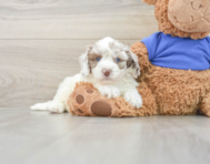 6 week old Cockapoo Puppy For Sale - Florida Fur Babies