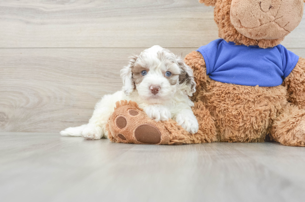 6 week old Cockapoo Puppy For Sale - Florida Fur Babies