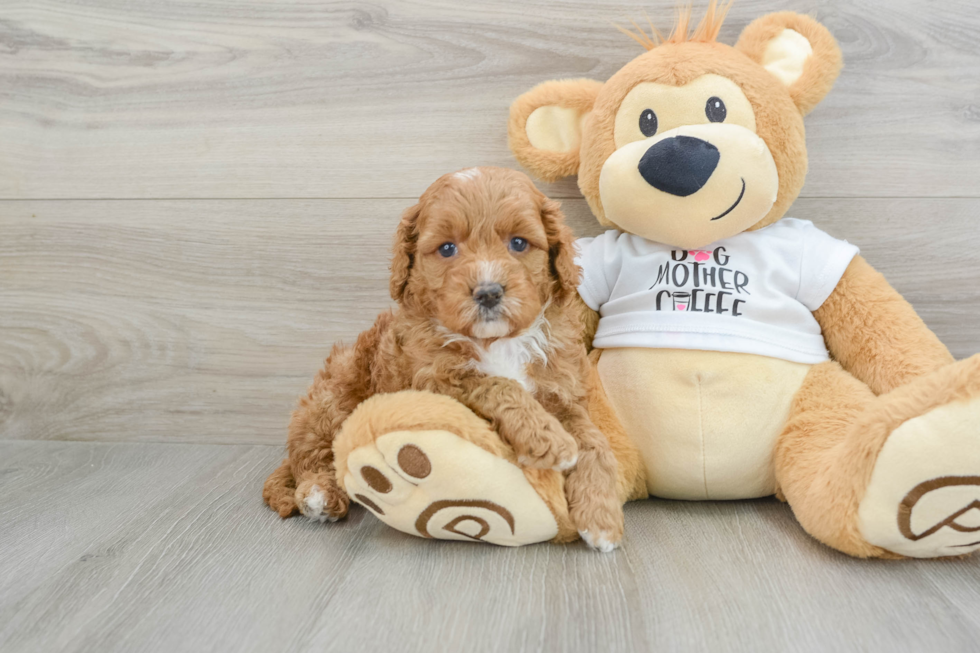 Cockapoo Pup Being Cute