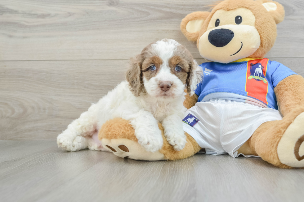 Cockapoo Pup Being Cute