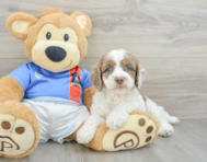 8 week old Cockapoo Puppy For Sale - Florida Fur Babies