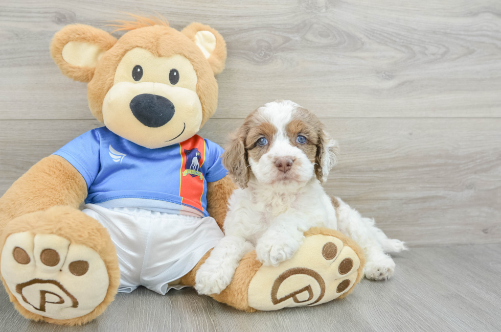 5 week old Cockapoo Puppy For Sale - Florida Fur Babies