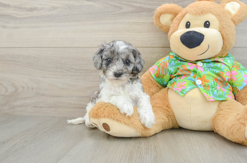 5 week old Cockapoo Puppy For Sale - Florida Fur Babies