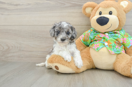 Small Cockapoo Baby