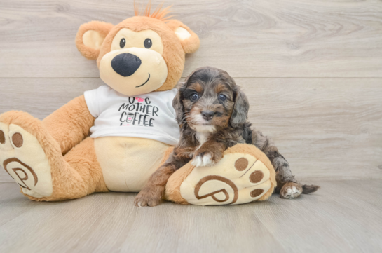 Funny Cockapoo Poodle Mix Pup