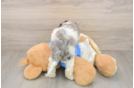 Best Cockapoo Baby