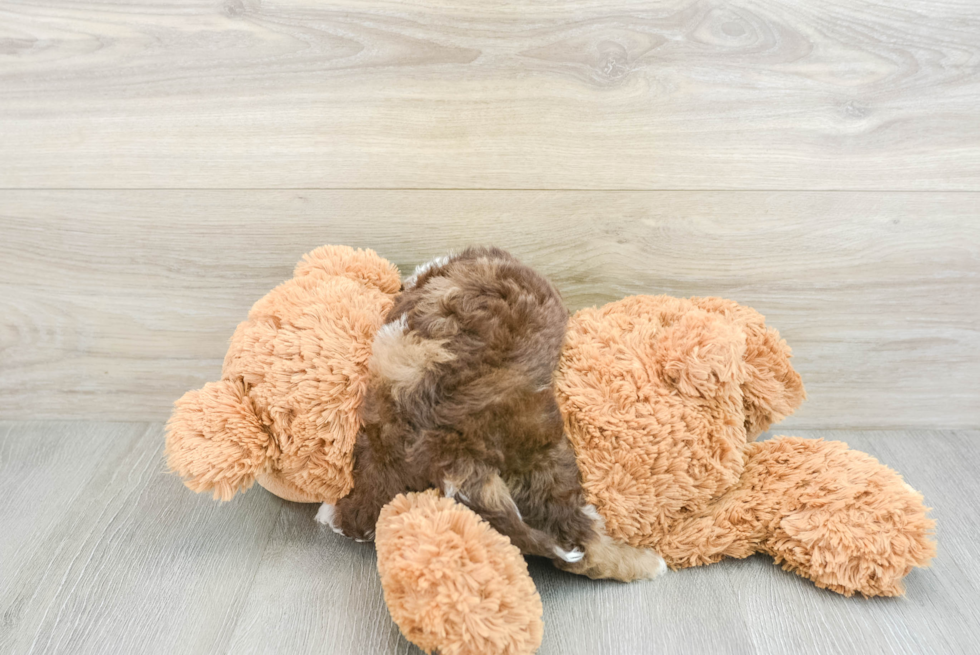 Playful Cocker Doodle Poodle Mix Puppy