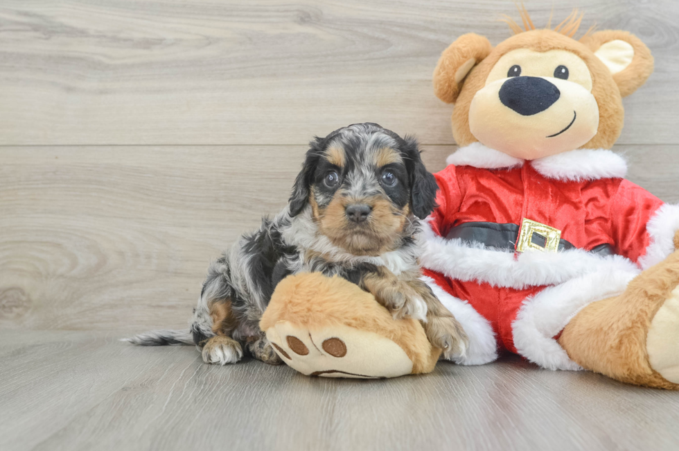 5 week old Cockapoo Puppy For Sale - Florida Fur Babies