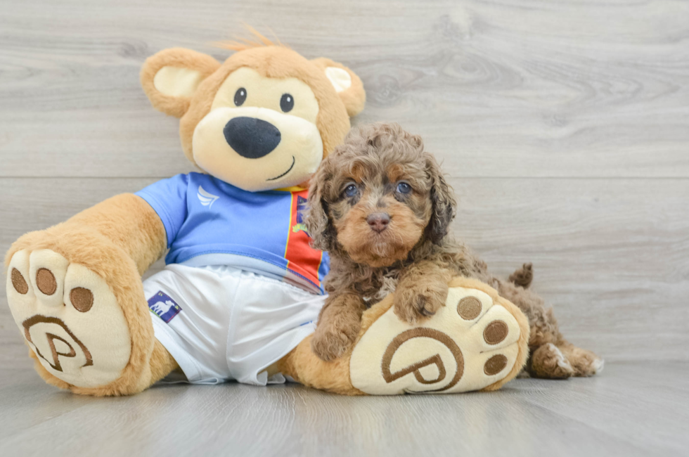 5 week old Cockapoo Puppy For Sale - Florida Fur Babies