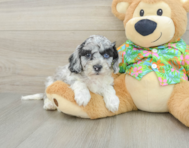6 week old Cockapoo Puppy For Sale - Florida Fur Babies