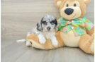 Happy Cockapoo Baby