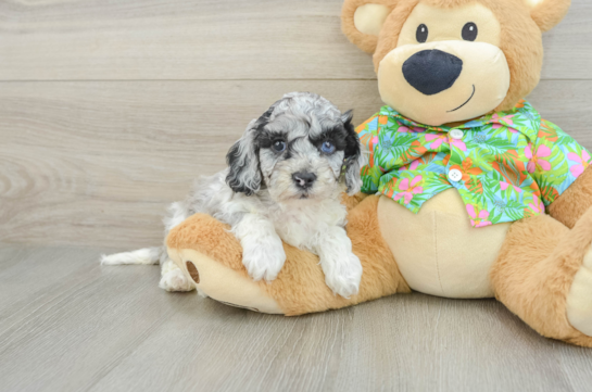 Happy Cockapoo Baby