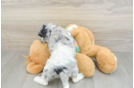 Cockapoo Pup Being Cute