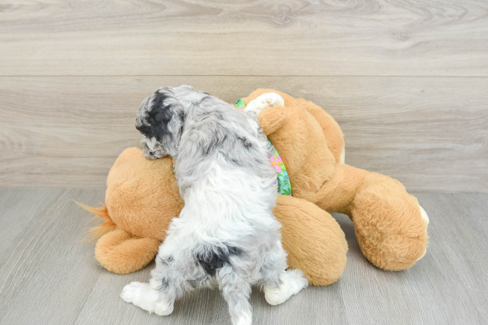 Cockapoo Pup Being Cute
