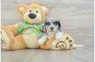 Cockapoo Pup Being Cute
