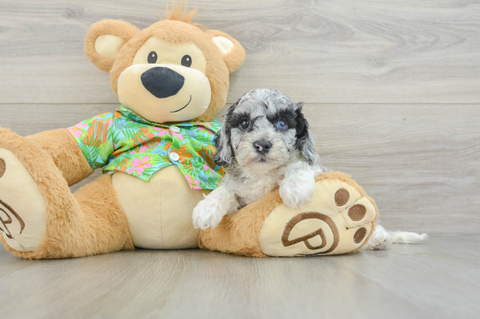 Cockapoo Pup Being Cute