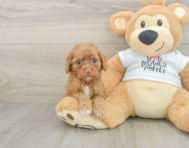 8 week old Cockapoo Puppy For Sale - Florida Fur Babies