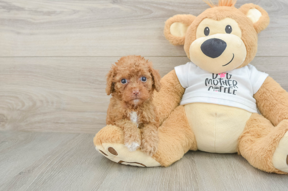 5 week old Cockapoo Puppy For Sale - Florida Fur Babies