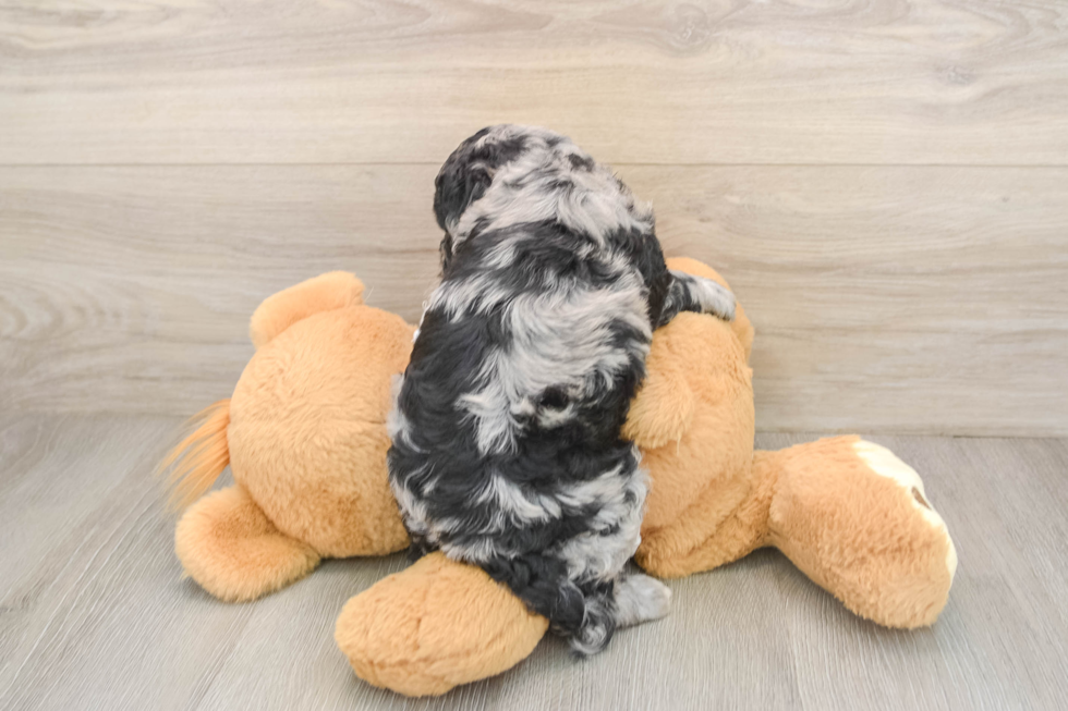 Little Cocker Doodle Poodle Mix Puppy