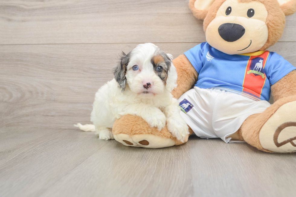 Best Cockapoo Baby