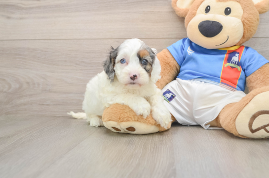 Best Cockapoo Baby