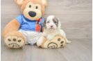 Cockapoo Puppy for Adoption