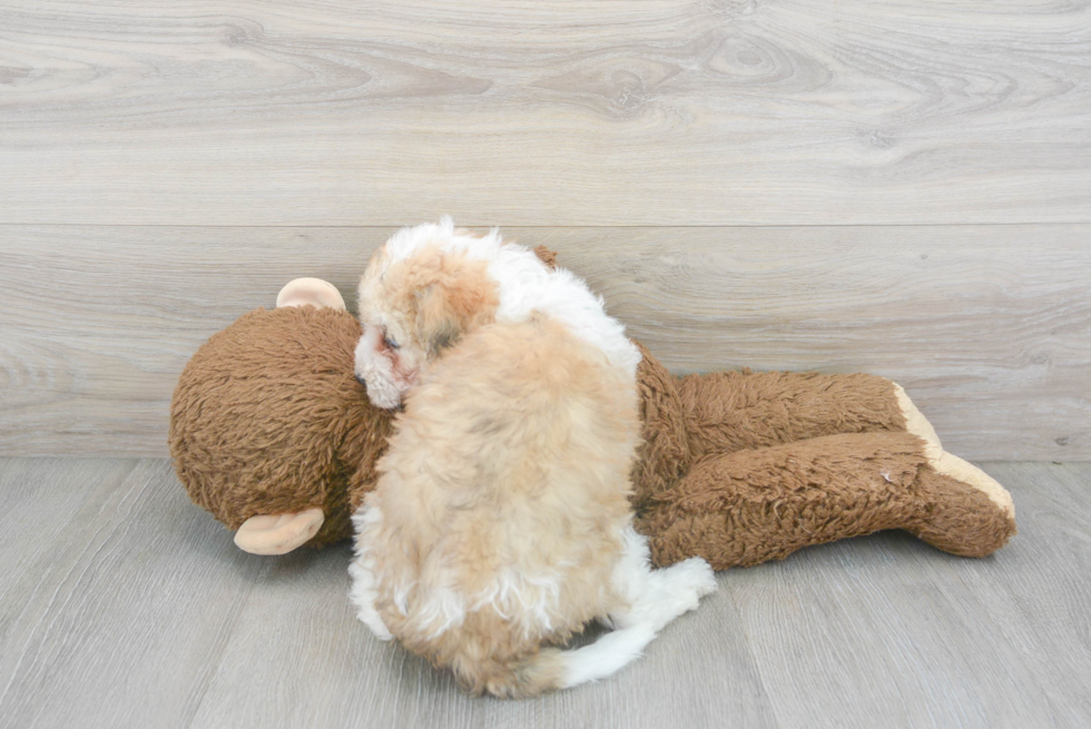 Cute Cockapoo Poodle Mix Pup