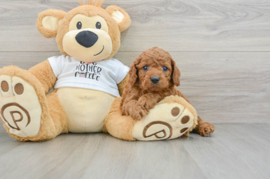 Fluffy Cockapoo Poodle Mix Pup