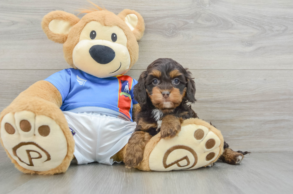 5 week old Cockapoo Puppy For Sale - Florida Fur Babies