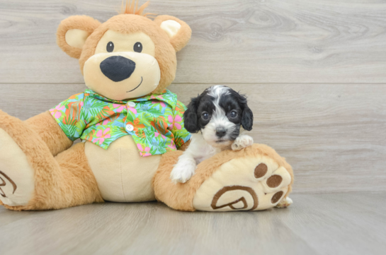 Fluffy Cockapoo Poodle Mix Pup