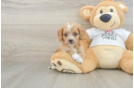 Petite Cockapoo Poodle Mix Pup