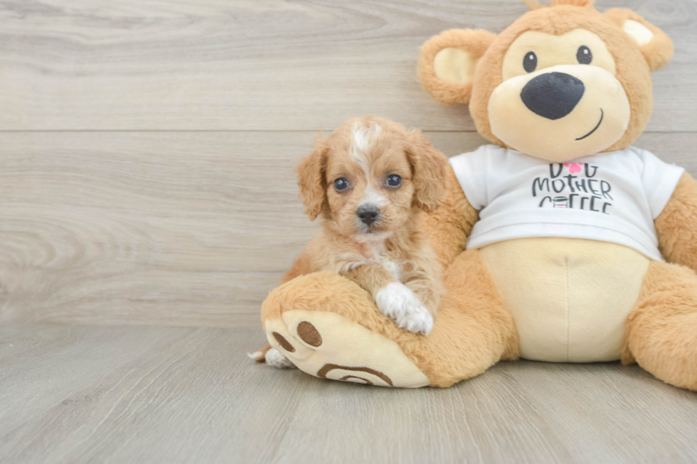 Petite Cockapoo Poodle Mix Pup