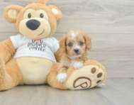 8 week old Cockapoo Puppy For Sale - Florida Fur Babies