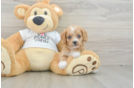 Petite Cockapoo Poodle Mix Pup