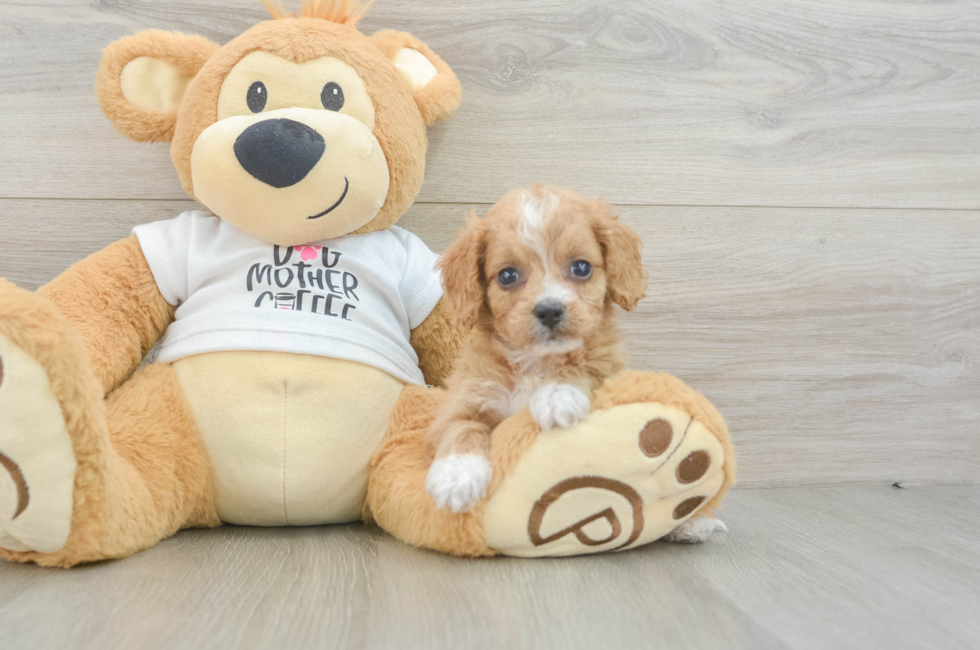 5 week old Cockapoo Puppy For Sale - Florida Fur Babies