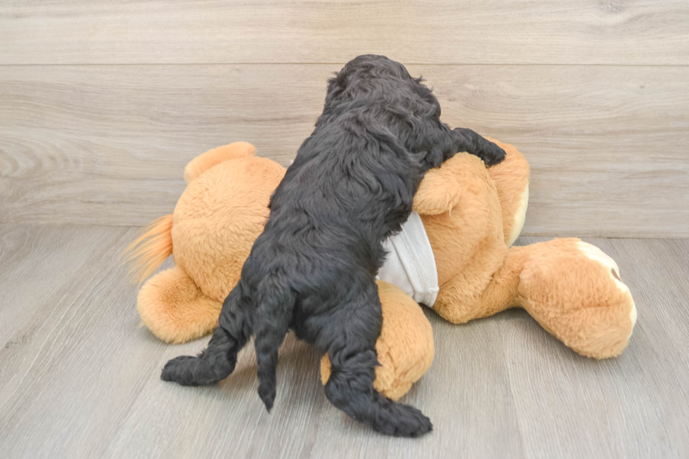 Cockapoo Puppy for Adoption