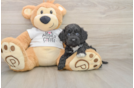 Small Cockapoo Baby