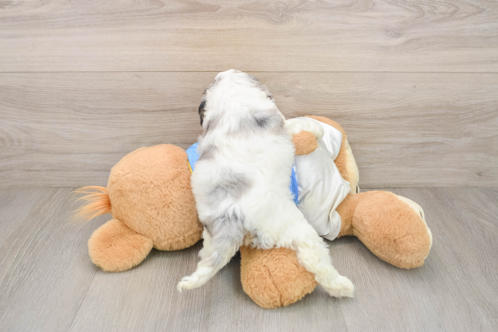 Fluffy Cockapoo Poodle Mix Pup